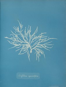 Griffithsia equisetifolia, ca. 1853. autorstwa Anna Atkins
