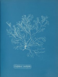 Griffithsia multifida, ca. 1853. autorstwa Anna Atkins