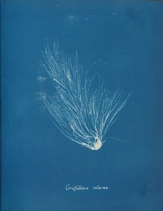 Griffithsia setacea, ca. 1853. autorstwa Anna Atkins