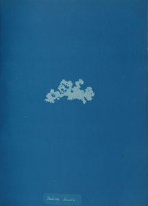 Padina deusta, ca. 1853. autorstwa Anna Atkins