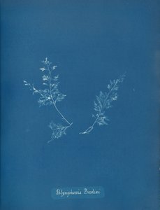 Polisyfonia Brodiego, ca. 1853 autorstwa Anna Atkins