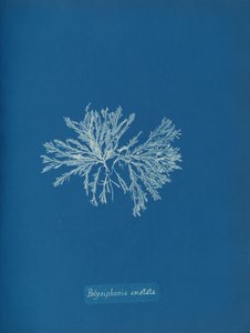 Polisyfonia cristata, ca. 1853.