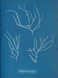Polysiphonia elongata, ca. 1853 autorstwa Anna Atkins