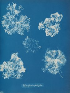 Polisyfonia fastigiata 1853. autorstwa Anna Atkins