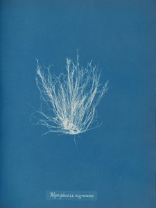 Polysiphonia nigrescens, ca. 1853 autorstwa Anna Atkins