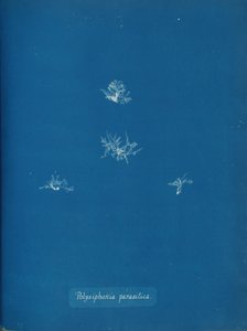 Polysiphonia parasitica, ca. 1853. autorstwa Anna Atkins