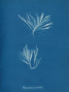 Polysiphonia urceolata, ca. 1853. autorstwa Anna Atkins