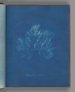 Polysiphonia violacea autorstwa Anna Atkins