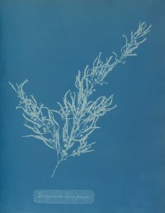 Sargassum bacciferum, ca. 1853. autorstwa Anna Atkins