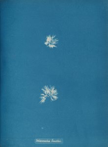 Schizonema Smithii, ca. 1853. autorstwa Anna Atkins