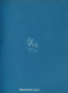 Schizonema Smithii, ß torqata, ca. 1853. autorstwa Anna Atkins
