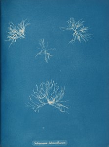 Schizonema helminthosum, ca. 1853. autorstwa Anna Atkins