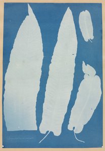 Scolopendrium Vulgare autorstwa Anna Atkins