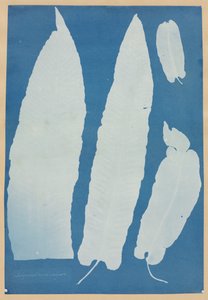 Scolopendrium Vulgare, 1852-1854. autorstwa Anna Atkins