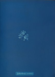 Sphacelaria cirrhosa, ca. 1853. autorstwa Anna Atkins