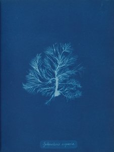 Sphacelaria scoparia, ca. 1853. autorstwa Anna Atkins