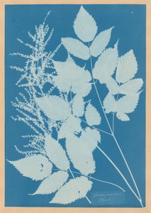  autorstwa Anna Atkins