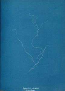 kłącza Sporochnius ß paracloxa, ca. 1853. autorstwa Anna Atkins