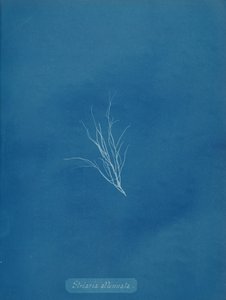 Striaria osłabiona, ca. 1853. autorstwa Anna Atkins