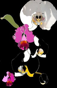 Orchidea autorstwa Anna Platts