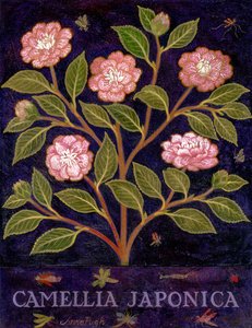 Kamelia autorstwa Anna Pugh