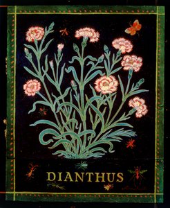Dianthus autorstwa Anna Pugh