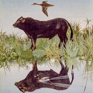 Refleksja, 2004 (akryl) autorstwa Anna Pugh