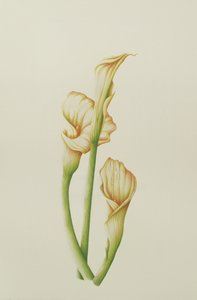 Lilia Arum, 2001 (wc na papierze) autorstwa Annabel Barrett