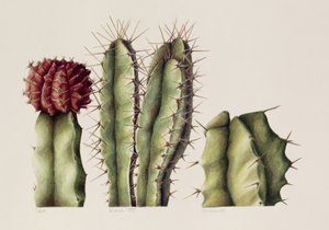 Kaktusy, 1999 (wc na papierze) autorstwa Annabel Barrett