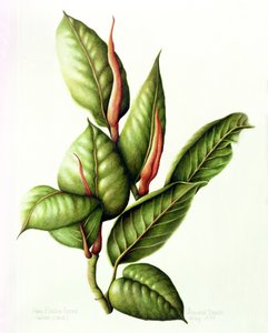Zakład Gumowy, 1999 (wc na papierze) autorstwa Annabel Barrett