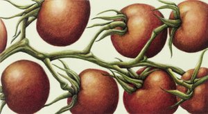 Pomidorowa winorośl, 1999 (wc na papierze) autorstwa Annabel Barrett