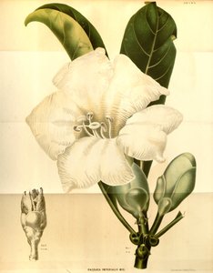Fagraea imperialis autorstwa Annales Musei botanici lugduno batavi