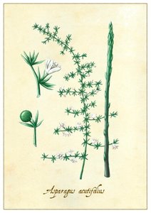 Asparagus acutifolius, 2015 (gwasz)