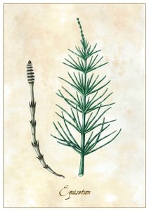 Equisetum, 2015 (gwasz)