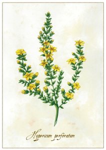 Hypericum perforatum, 2015 (gwasz) autorstwa Annalisa Morrocco