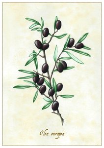 Olea europea, 2015 (gwasz) autorstwa Annalisa Morrocco