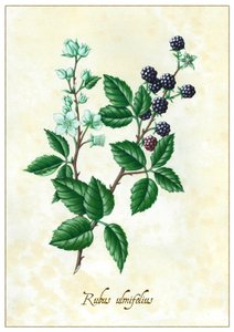 Rubus ulmifolius, 2015 (gwasz)