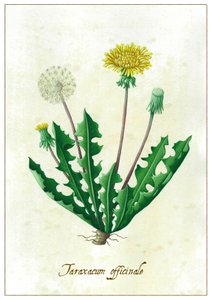 Taraxacum officinale, 2015 (gwasz) autorstwa Annalisa Morrocco