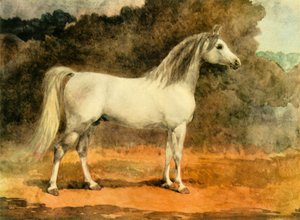 „Słynny ogier arabski”, ok. 1870, 1944. autorstwa Anne Blunt