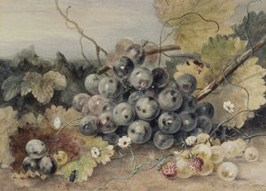 Winogrona i Truskawki autorstwa Anne Frances Byrne