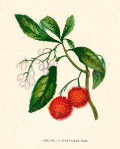 Arbutus, czyli drzewo truskawkowe, c1891, 1891