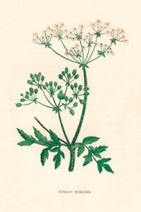 Cykuta zwyczajna, c1891, 1891