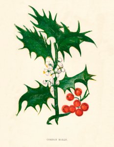 Ostrokrzew zwyczajny, ok. 1891 r., 1891 r