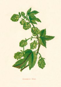 Chmiel zwyczajny, ok. 1891 r., 1891 r