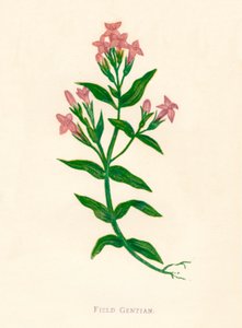 Goryczka polna, ok. 1891 r., 1891 r