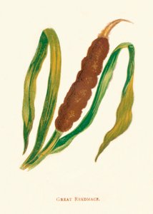 Wielka Pałka, ok. 1891, 1891