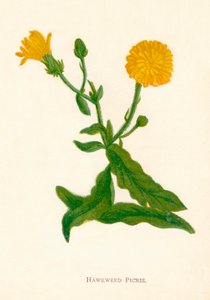 Jastrzębiowiec Picris, ok. 1891 r., 1891 r