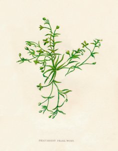 Procumbent Pearl-Wort, c1891, 1891 autorstwa Anne Pratt