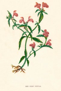 Czerwona pokrzywa konopna, ok. 1891 r., 1891 r