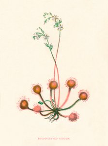 Rosiczka okrągłolistna, c1891, 1891